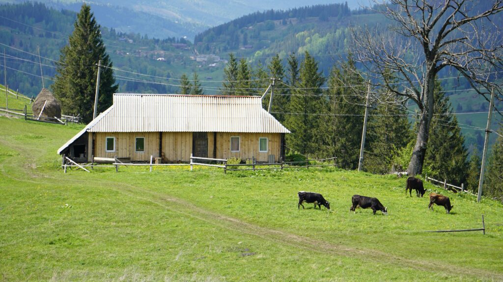 Free stock photo of cows, grass, landscape